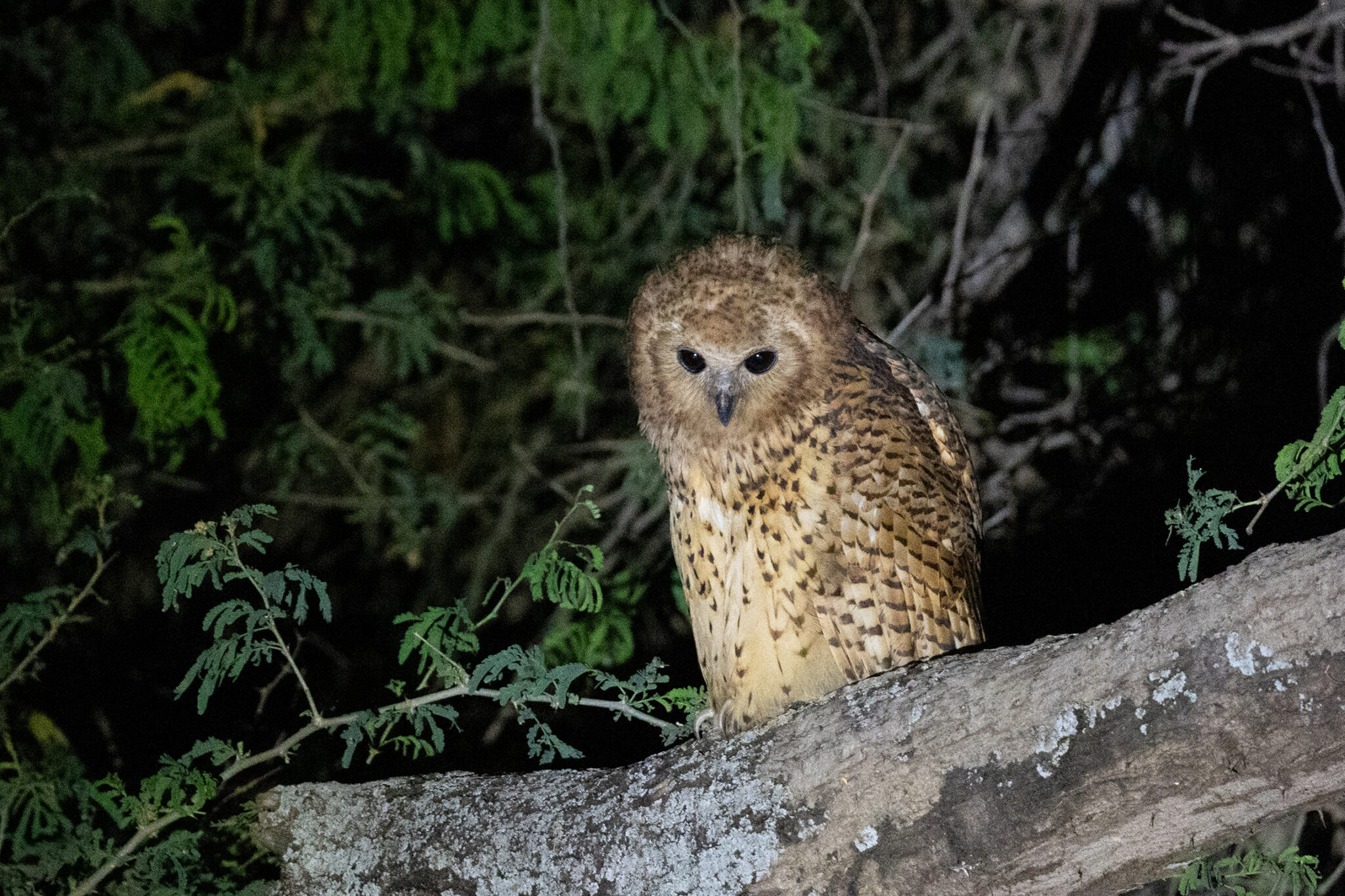 Amanzi zambezi pels fishing owl