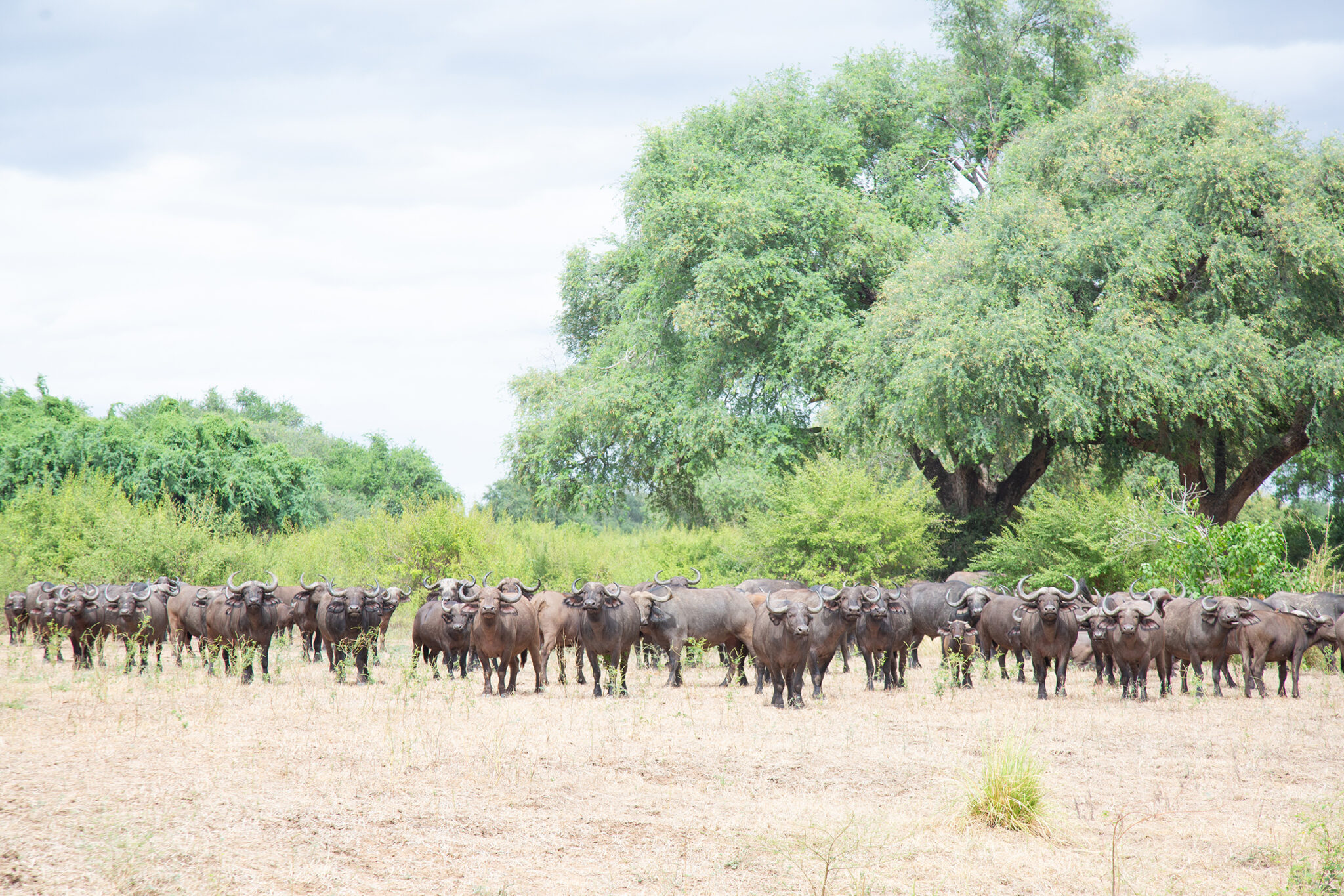 Amanzi zambezi buffalo herd