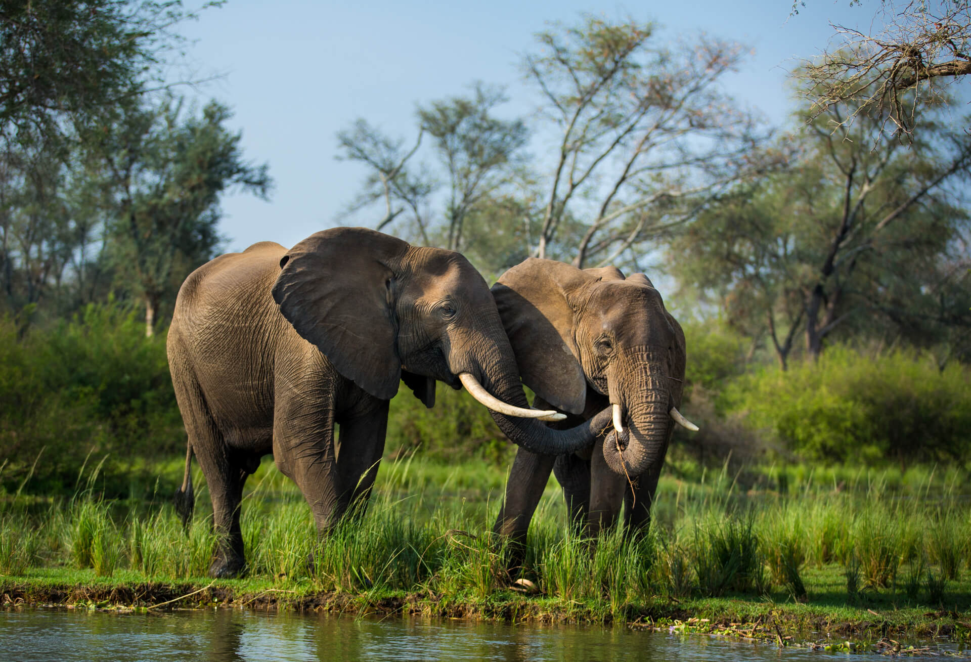 Amanzi zambezi game drive 09