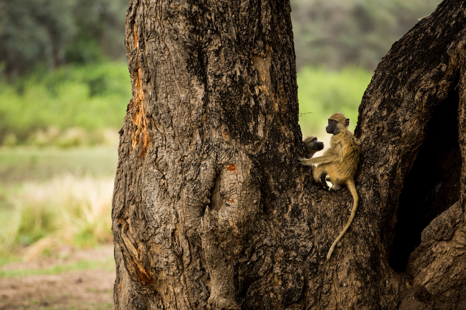 Amanzi zambezi game drive 08