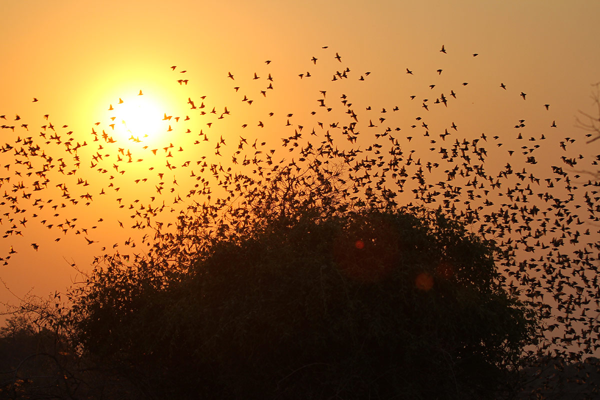 Big Lagoon Camp en Luangwa Valley