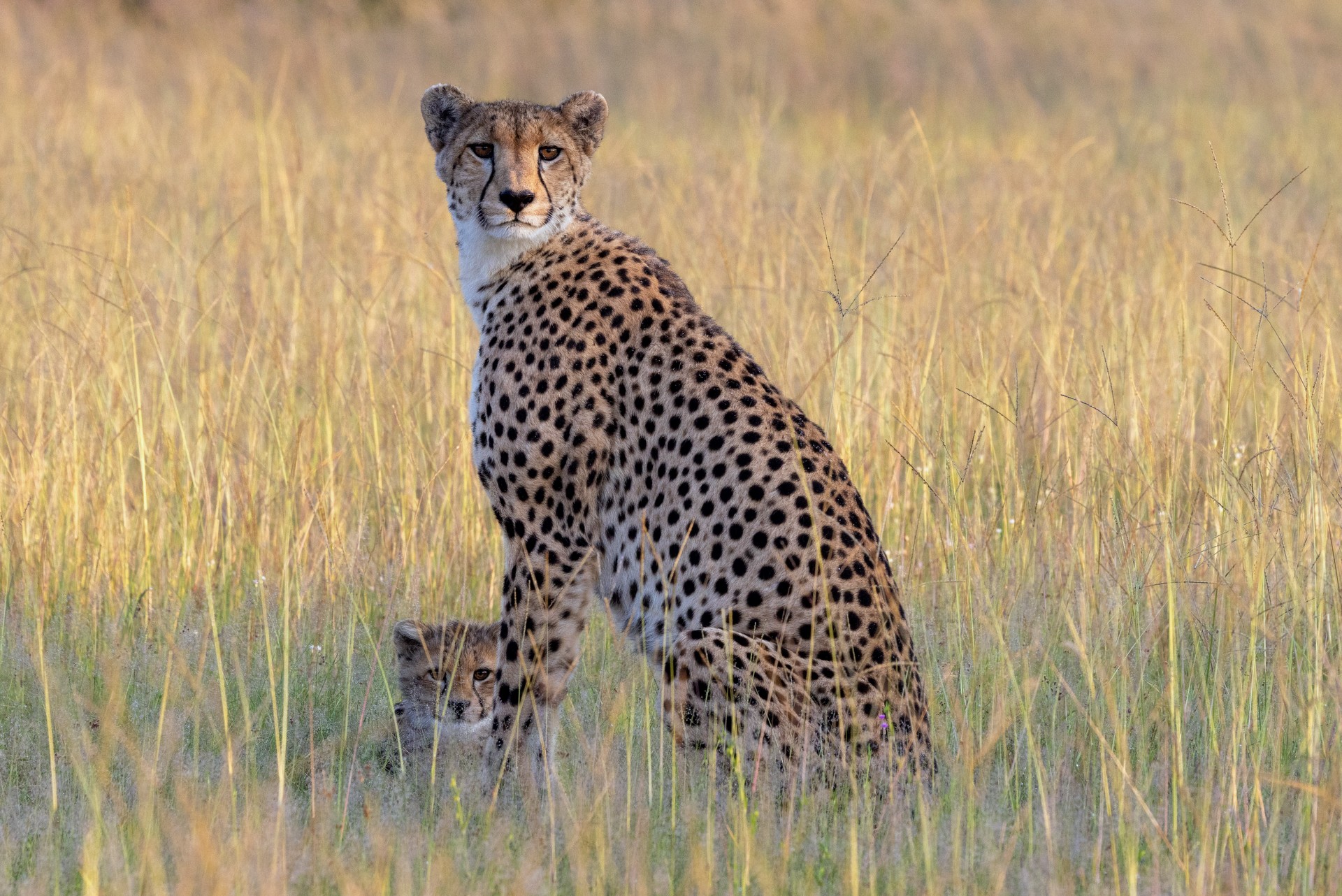 Bomani Tented Lodge en Hwange