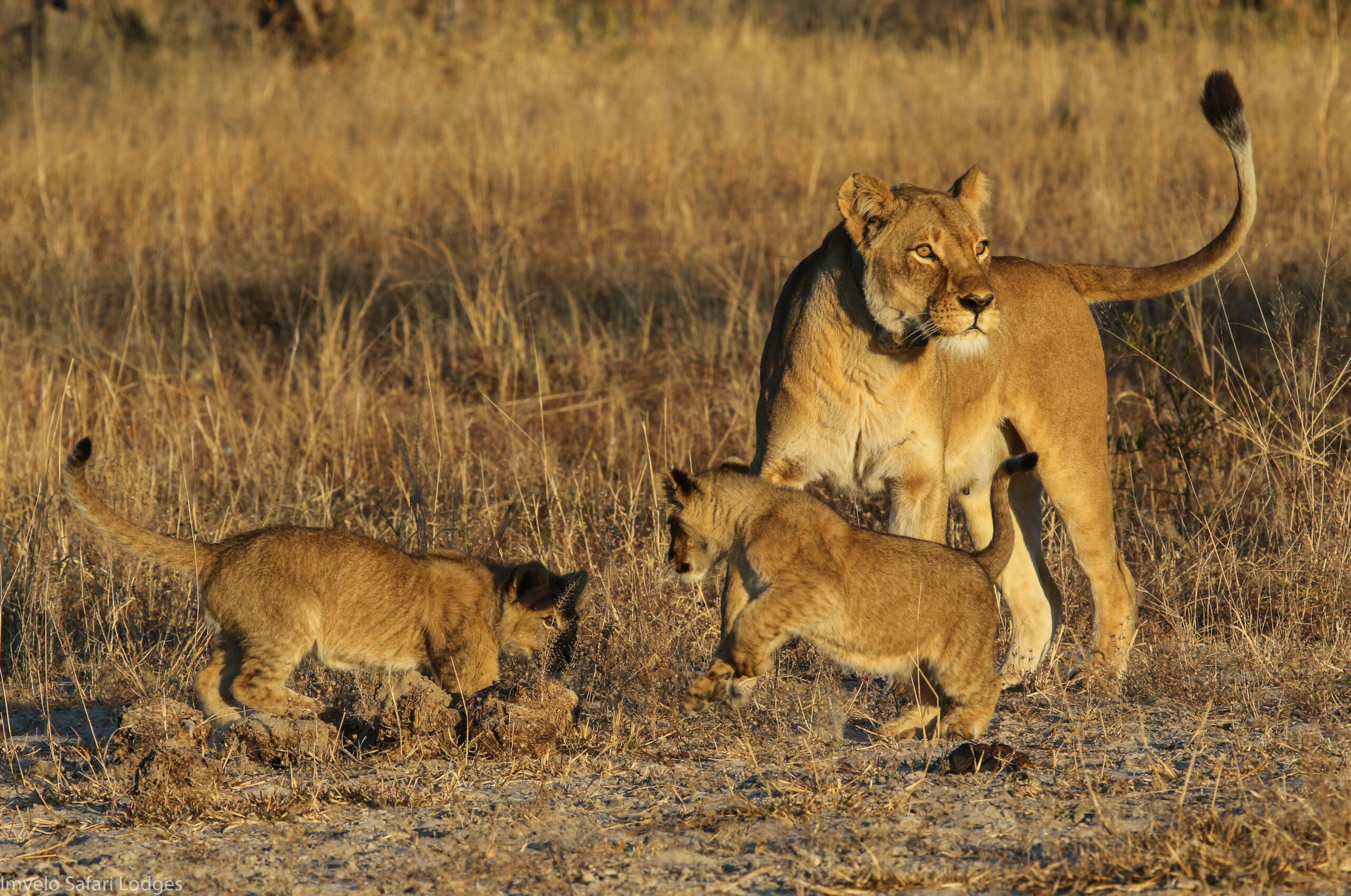 Bomani Tented Lodge en Hwange
