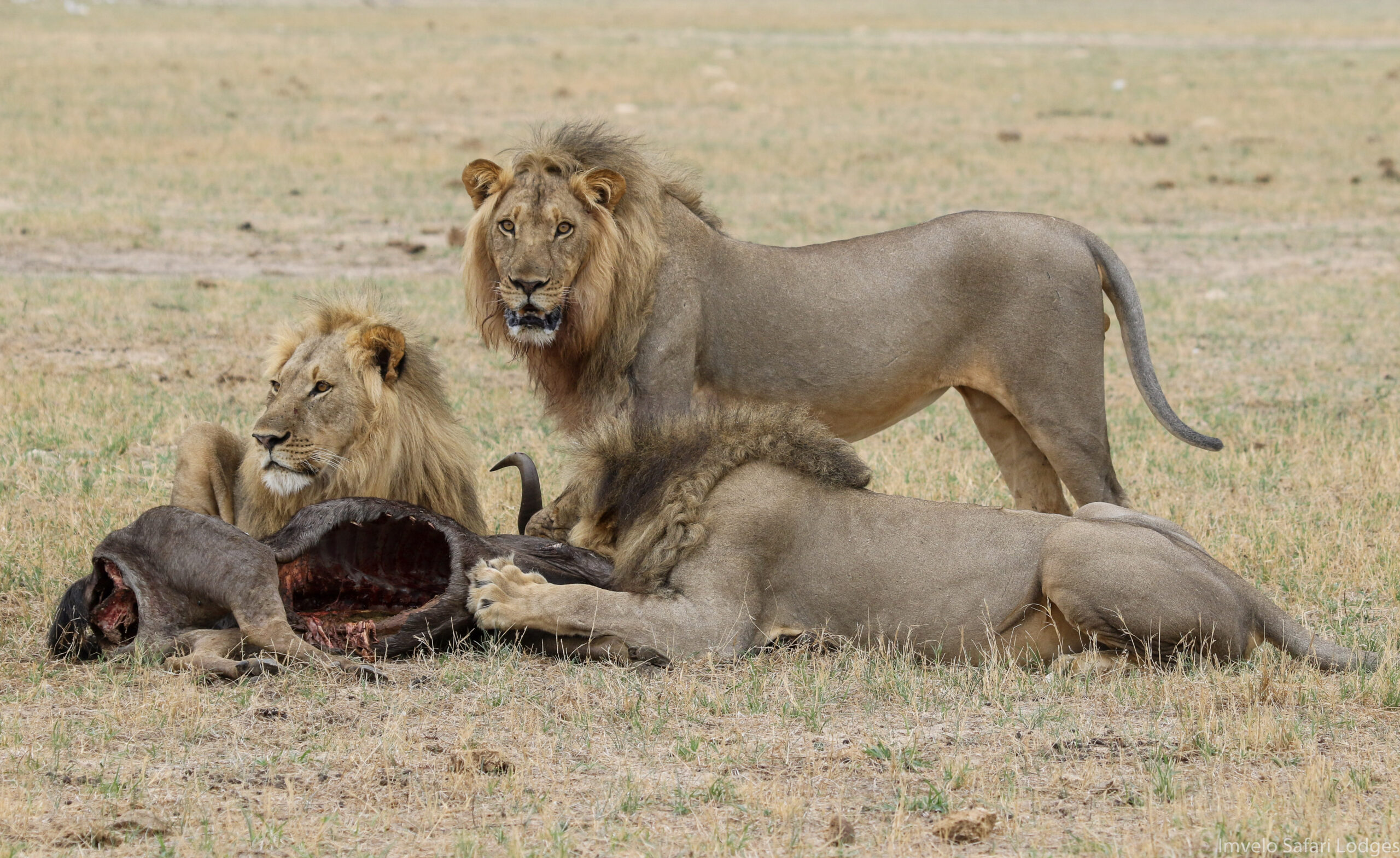 Bomani Tented Lodge en Hwange
