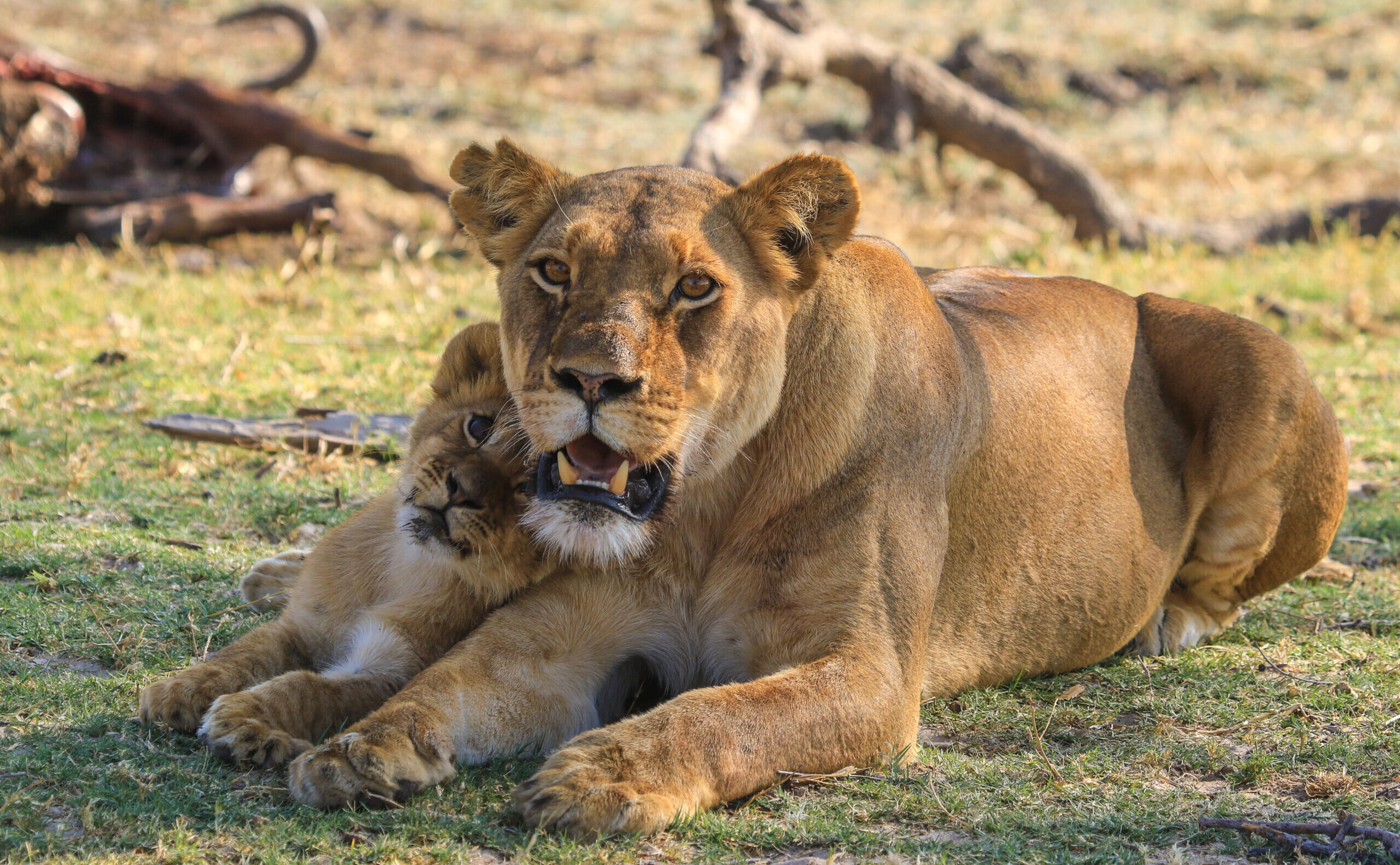 Bomani Tented Lodge en Hwange