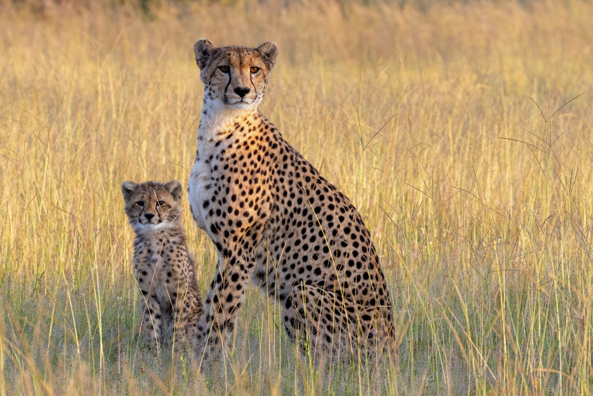 Bomani Tented Lodge en Hwange