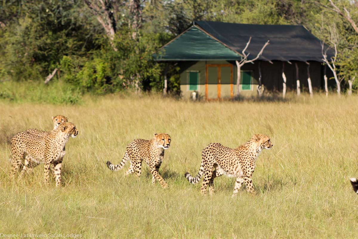 Bomani Tented Lodge en Hwange