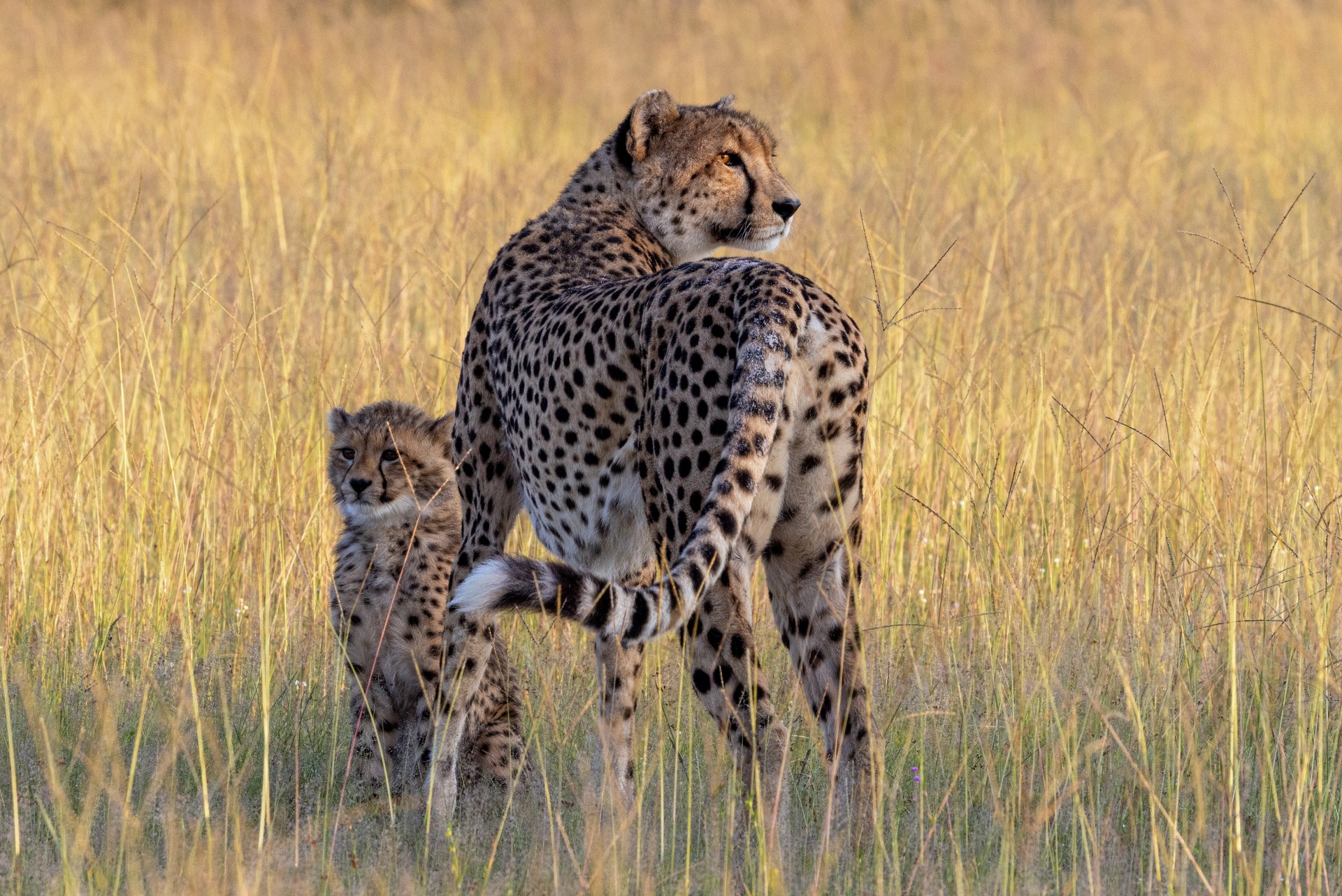 Bomani Tented Lodge en Hwange