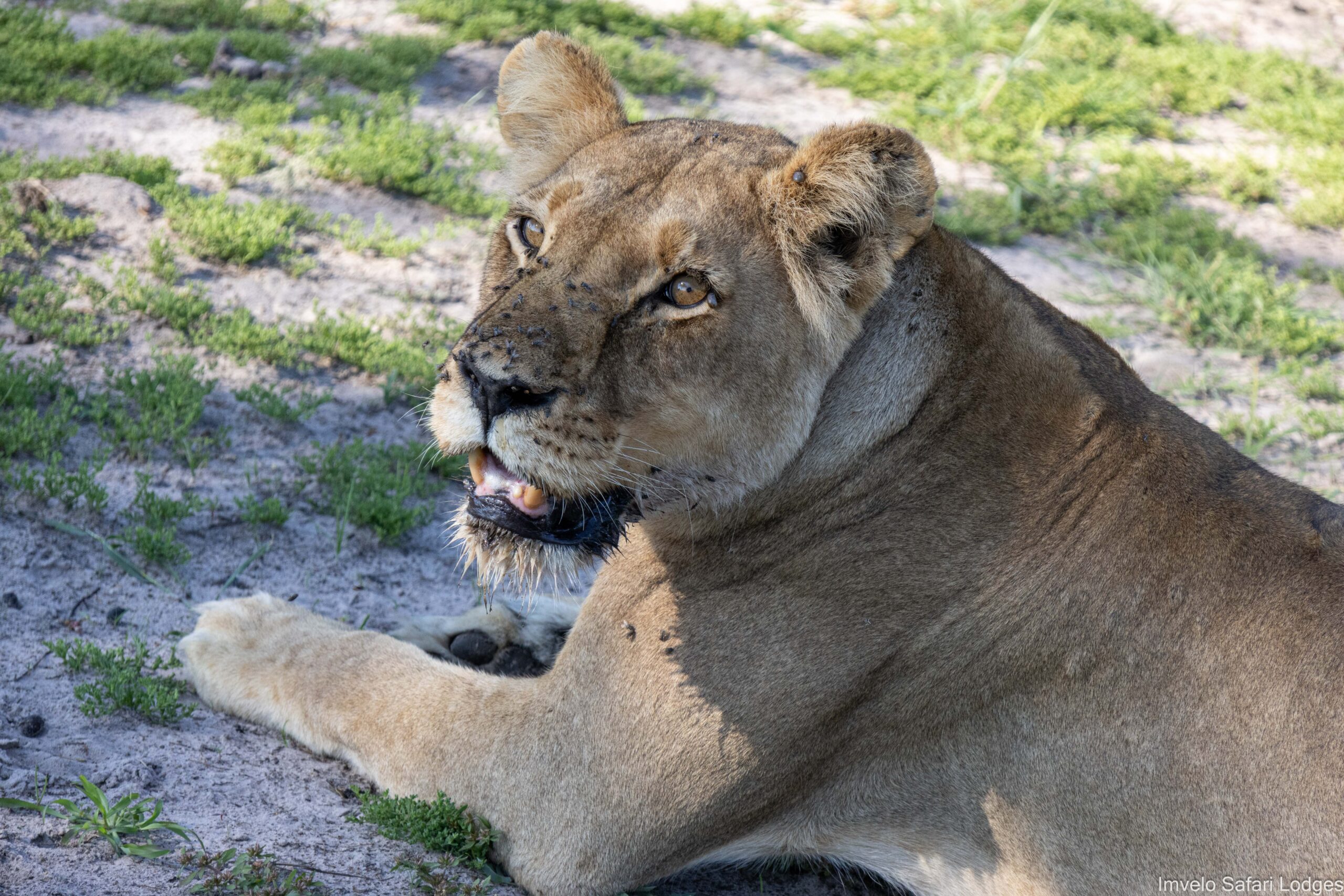 Bomani Tented Lodge en Hwange