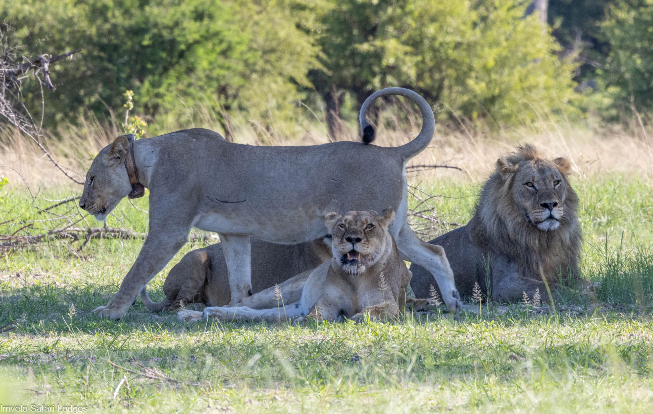 Bomani Tented Lodge en Hwange