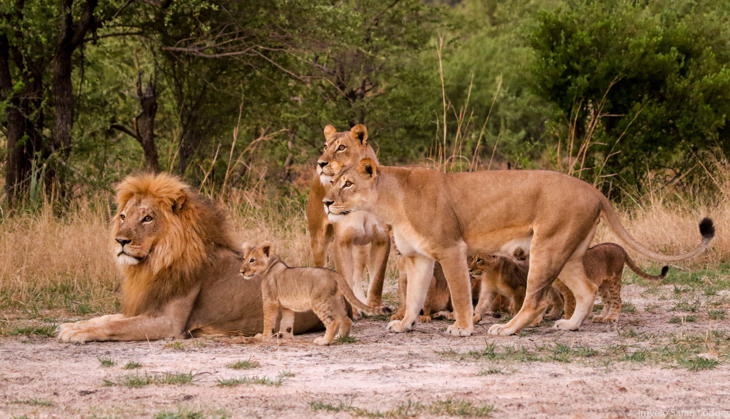 Bomani Tented Lodge en Hwange