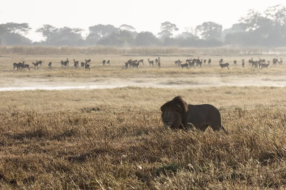 Busanga Bush Camp en Busanga Plains