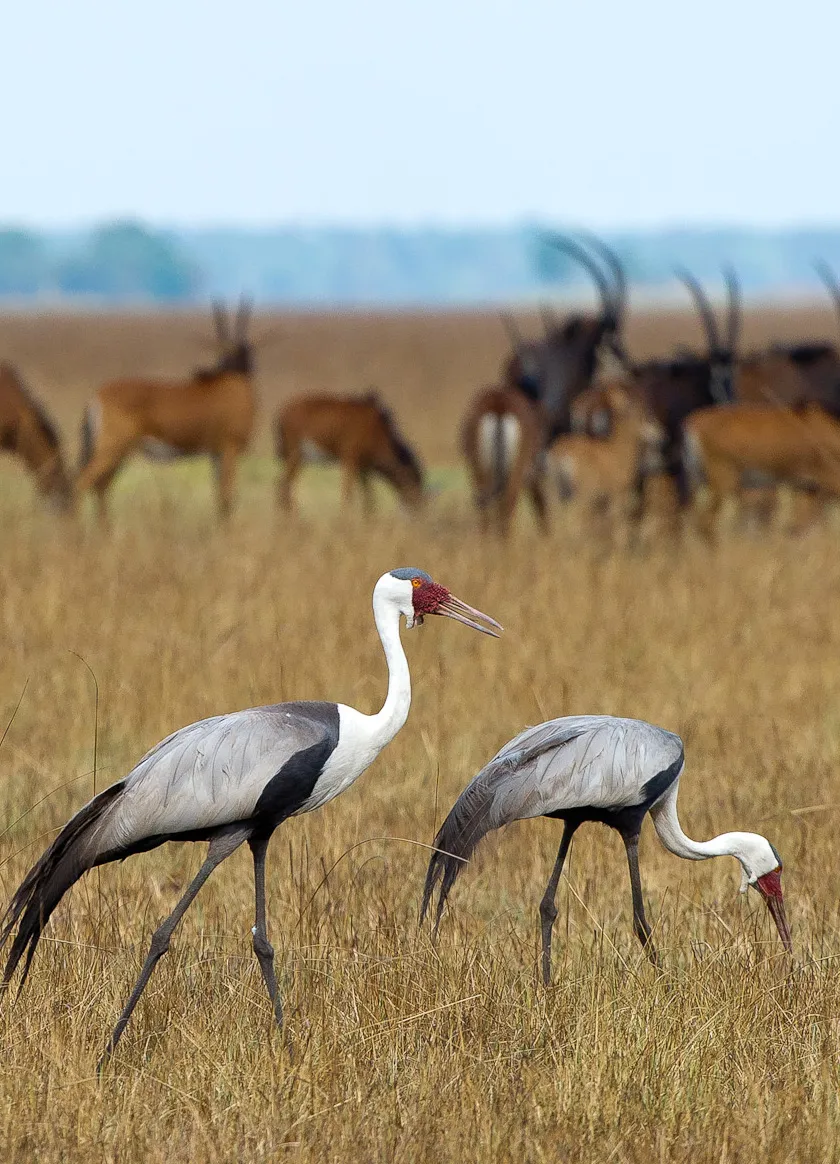 Busanga Bush Camp en Busanga Plains