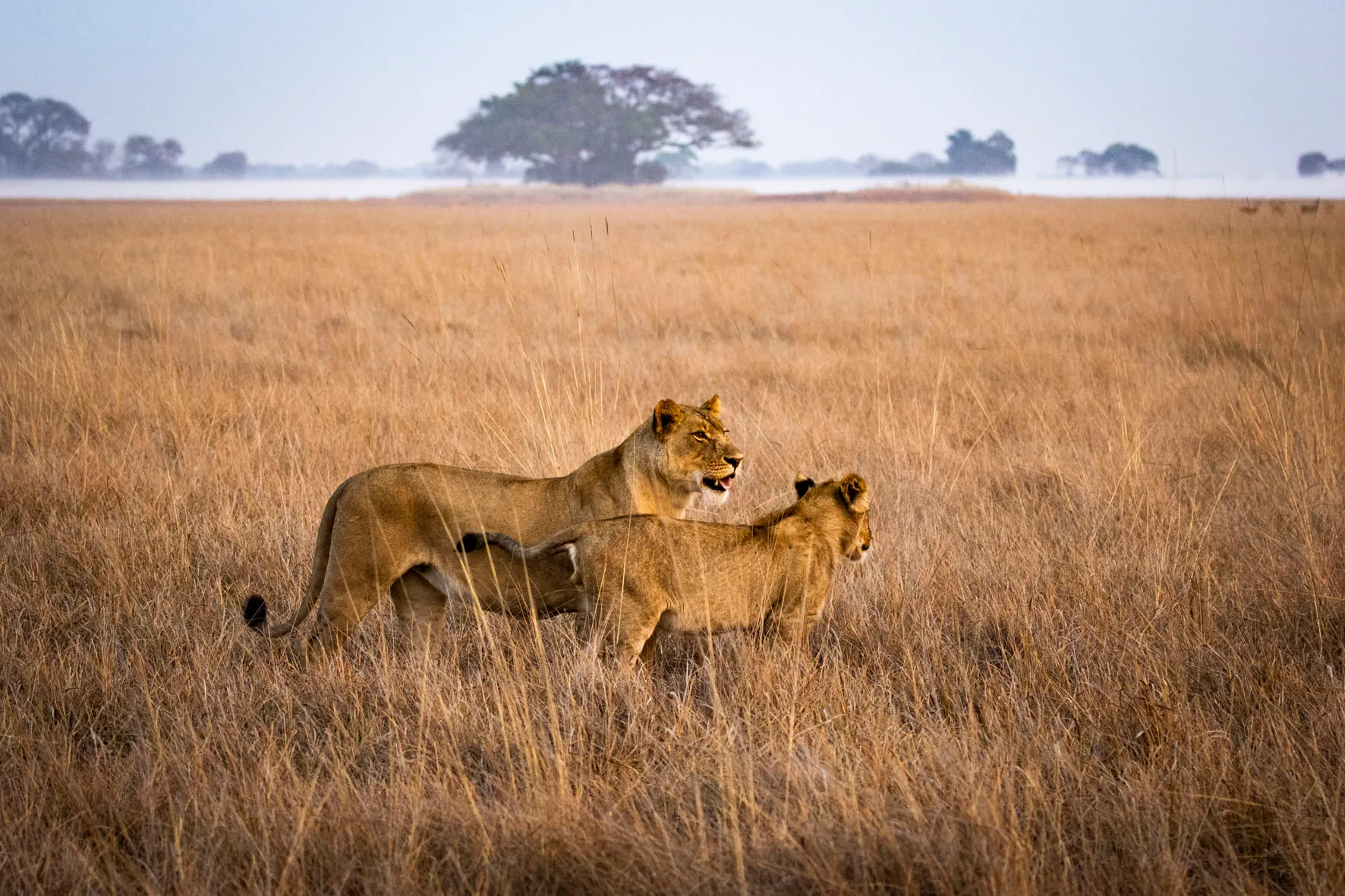 Busanga Bush Camp en Busanga Plains
