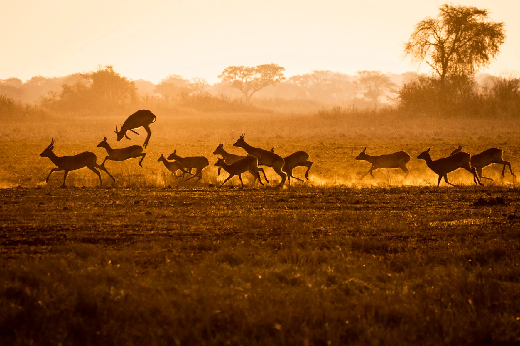 Busanga Bush Camp en Busanga Plains
