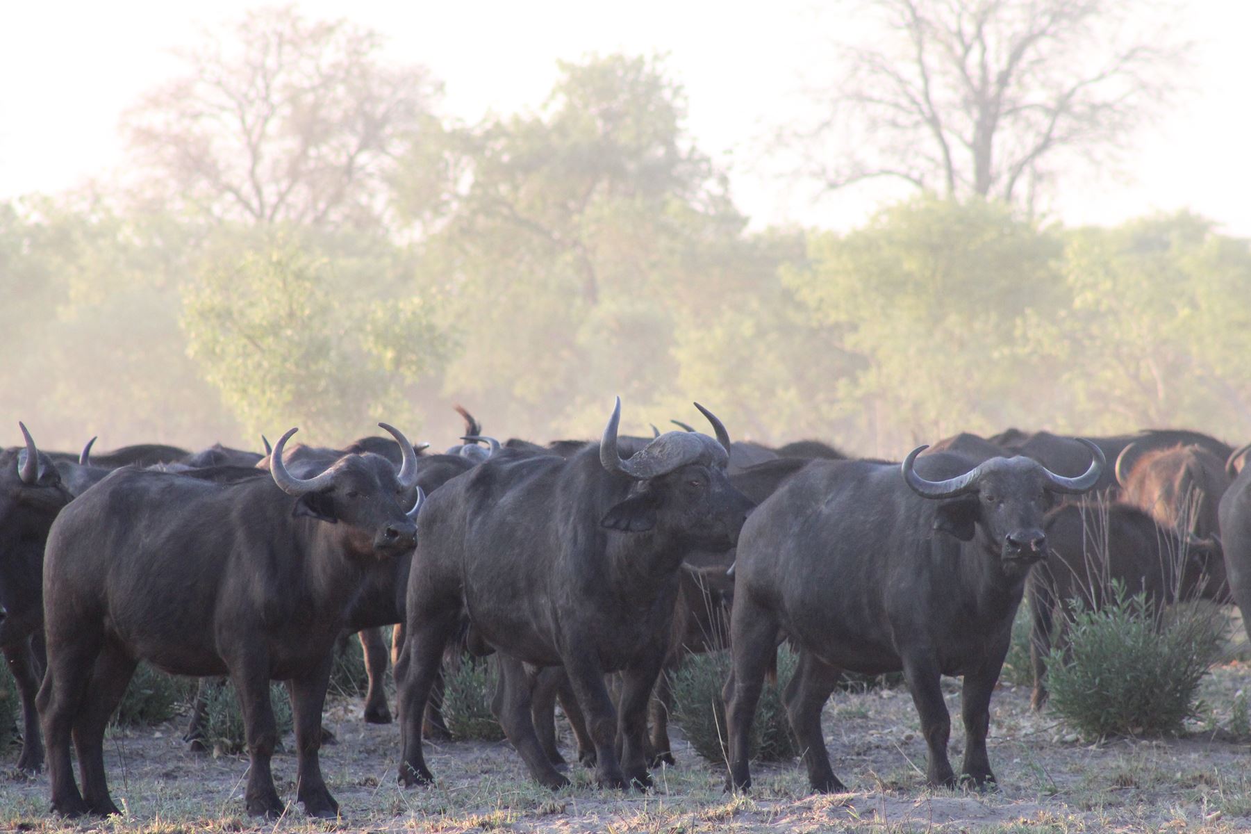 Bushmen Plains – Camp Ola en Delta Okavango