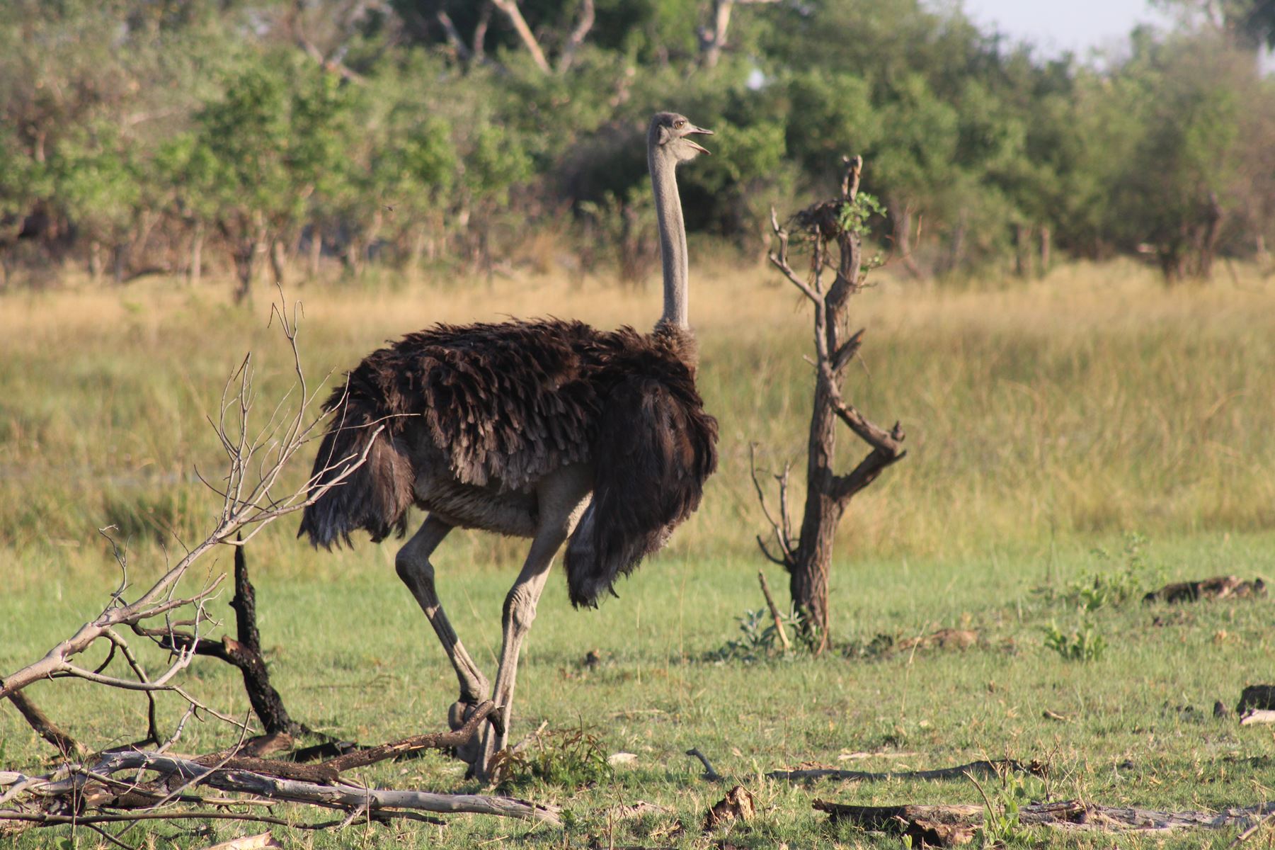 Bushmen Plains – Camp Ola en Delta Okavango