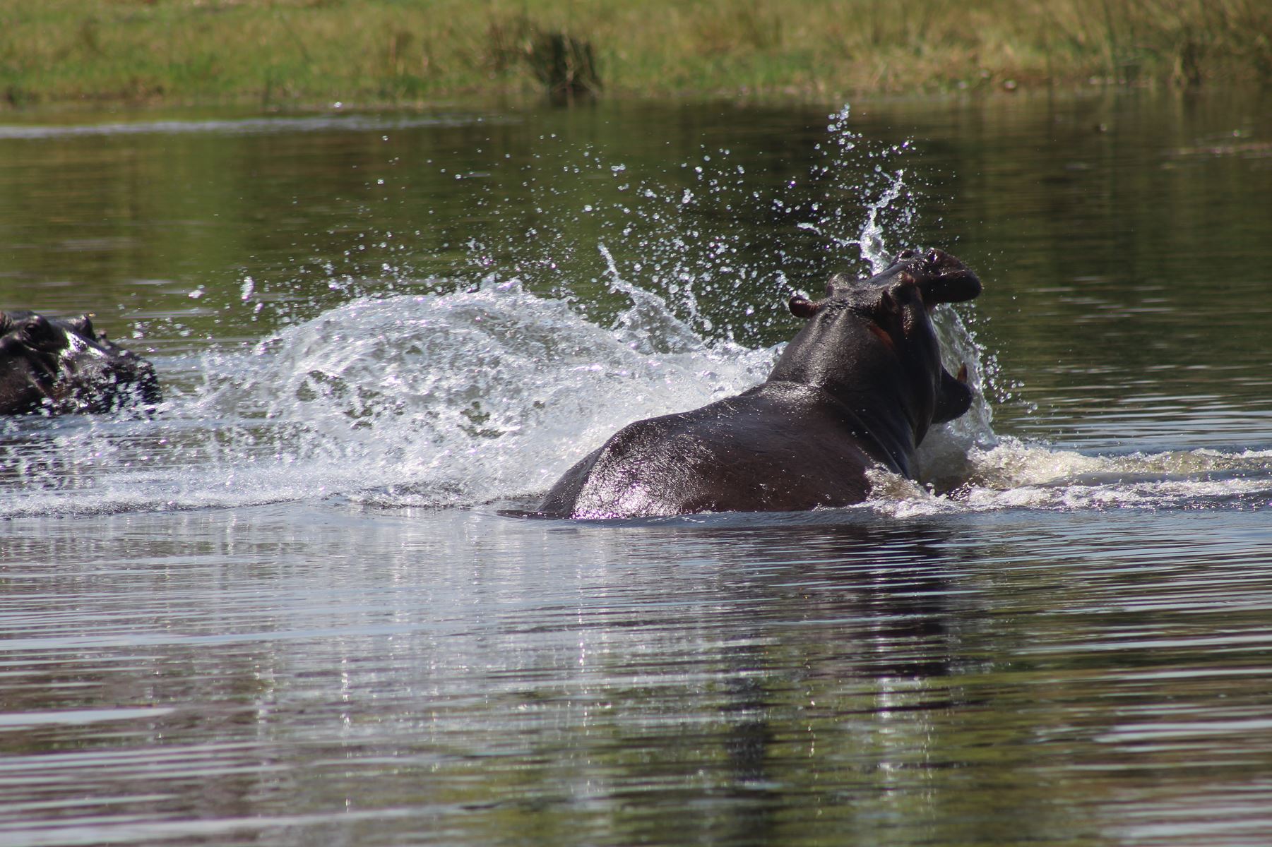 Bushmen Plains – Camp Ola en Delta Okavango