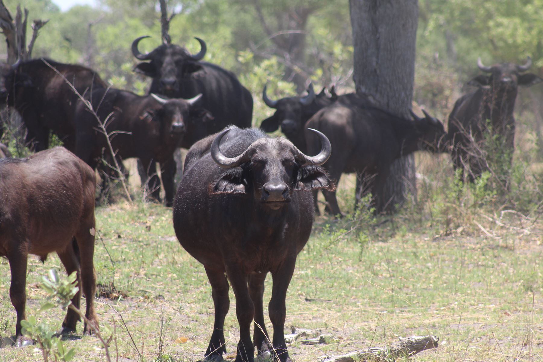 Bushmen Plains – Camp Ola en Delta Okavango