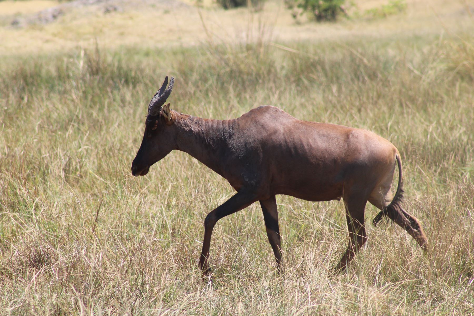 Bushmen Plains – Camp Ola en Delta Okavango