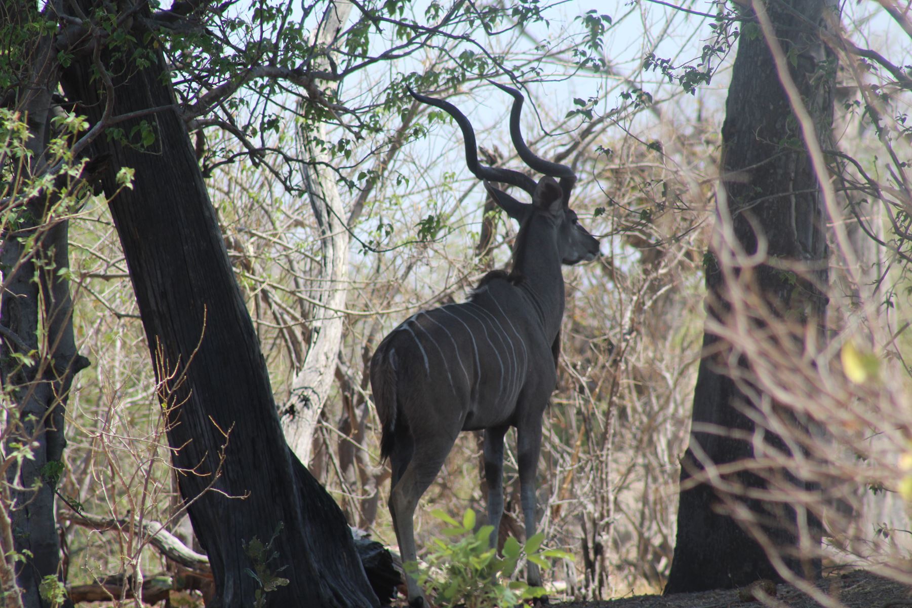 Bushmen Plains – Camp Ola en Delta Okavango