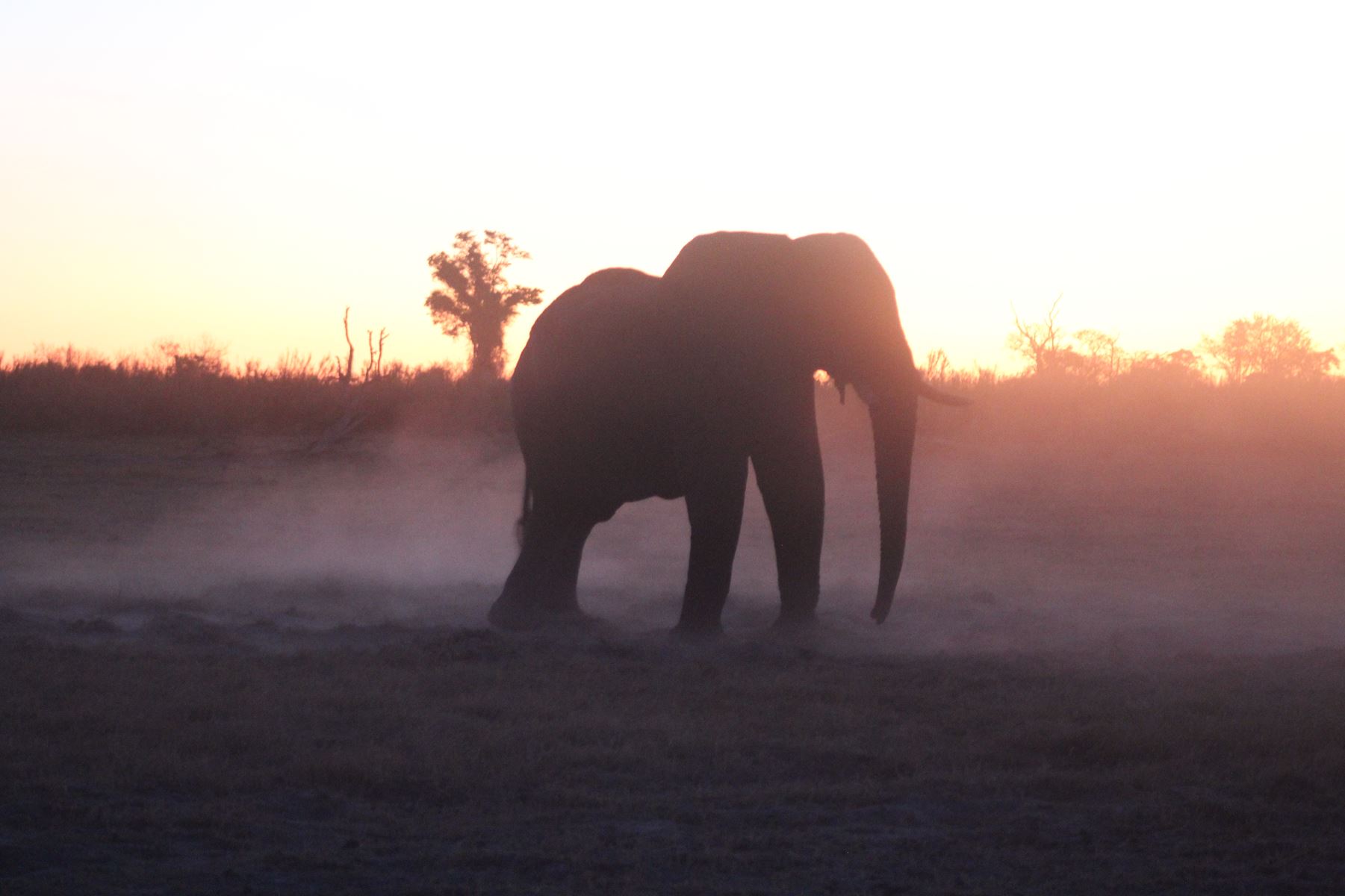 Bushmen Plains – Camp Ola en Delta Okavango