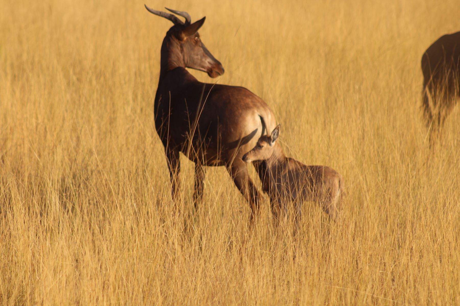 Bushmen Plains – Camp Ola en Delta Okavango