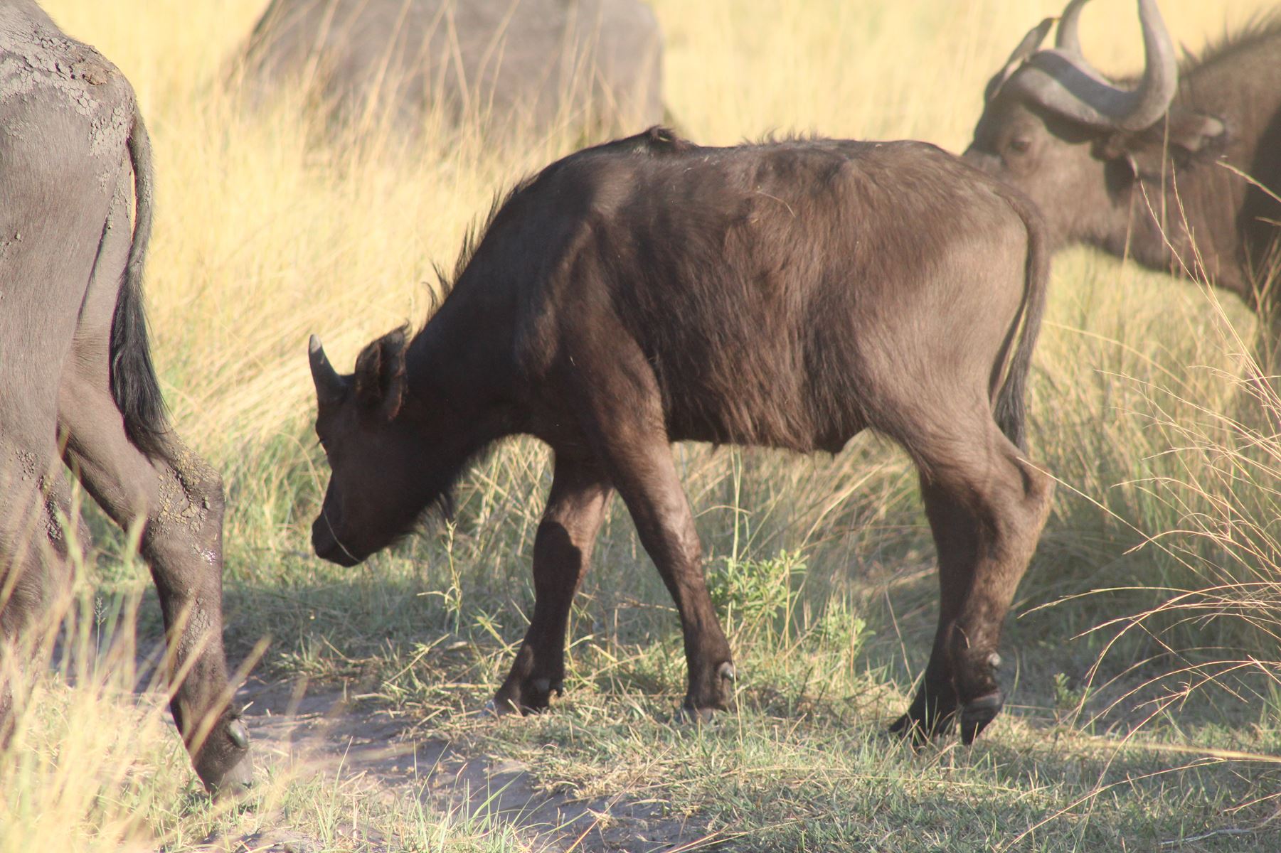 Bushmen Plains – Camp Ola en Delta Okavango