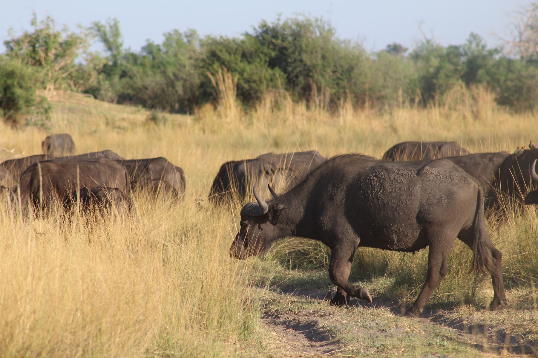 Bushmen Plains – Camp Ola en Delta Okavango