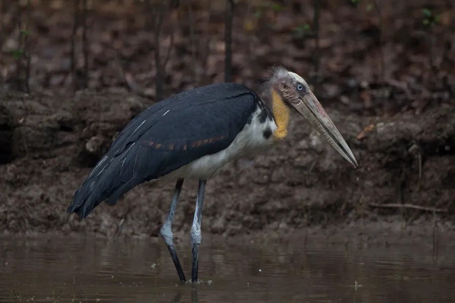 Small 1lesser adjutant 1200 1