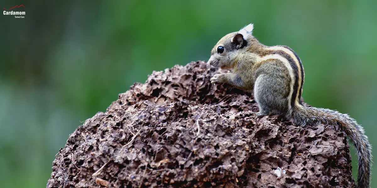 3 cambodian striped squirrel