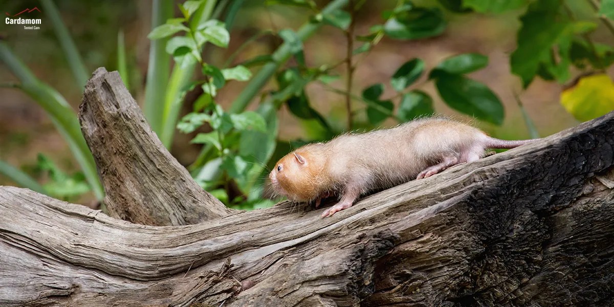 4 lesser bamboo rat