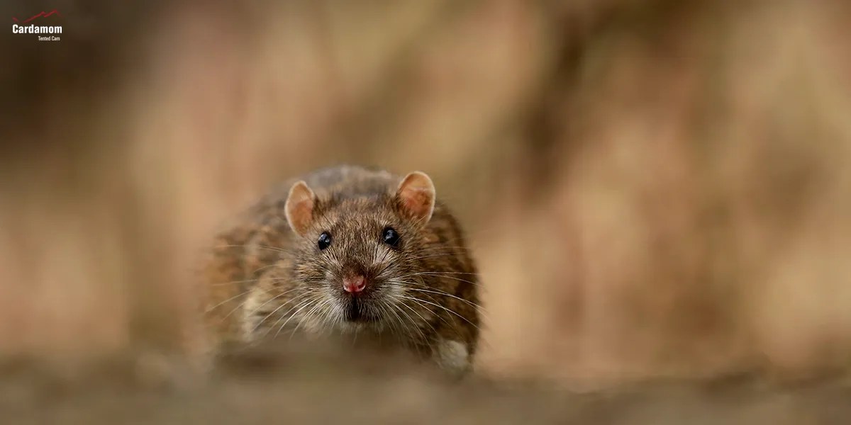 5 brown rat