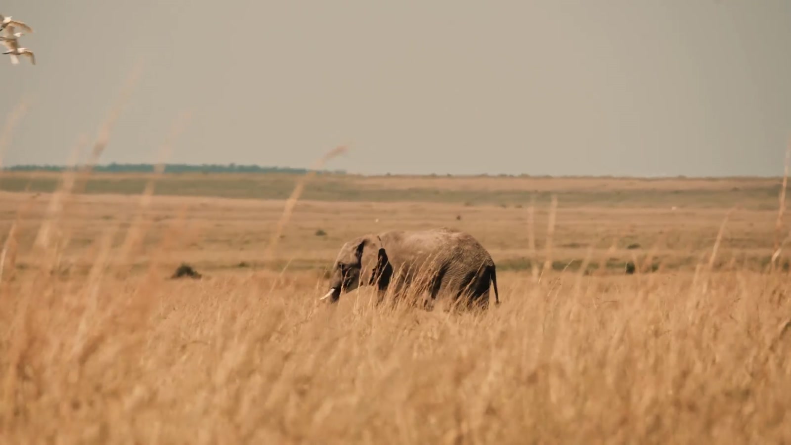 Carmine's River Lodge en Luangwa Valley