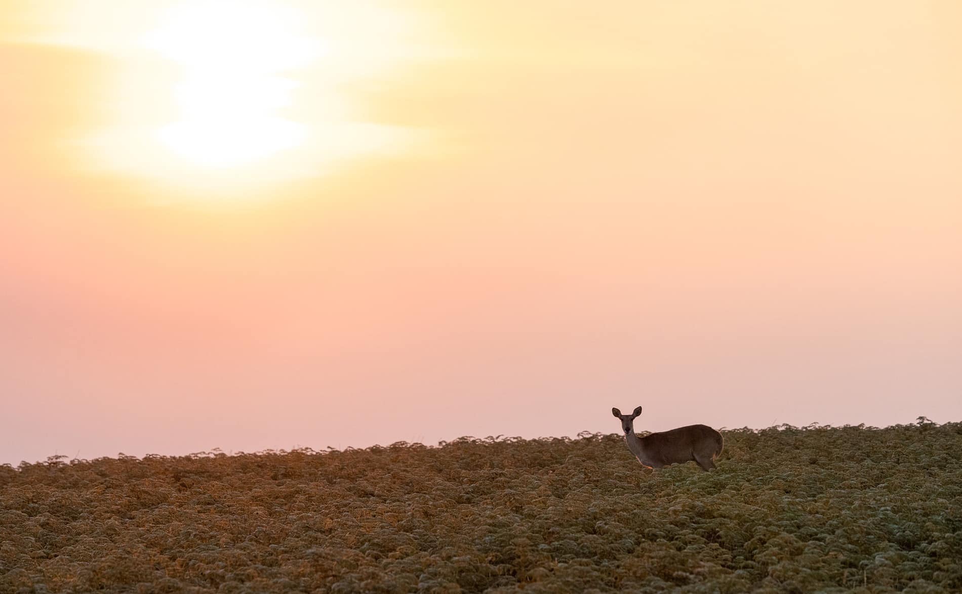 Parque Nacional de Nyika | LAT.40