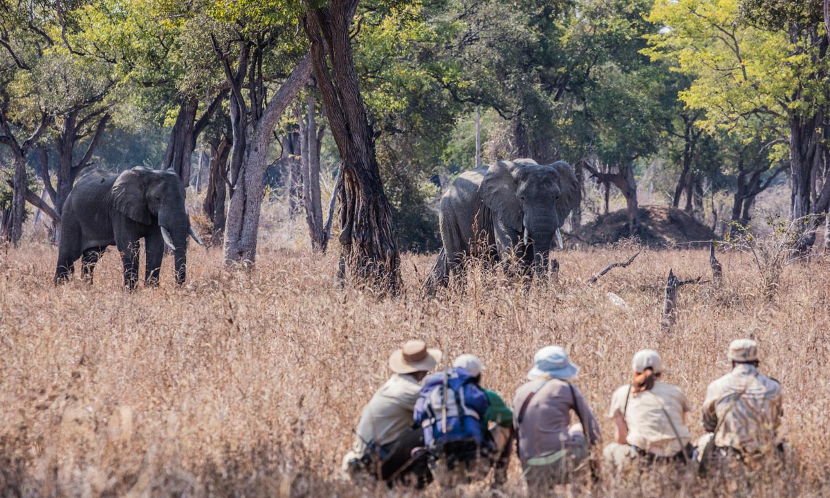Chikoko Tree Camp en Luangwa Valley
