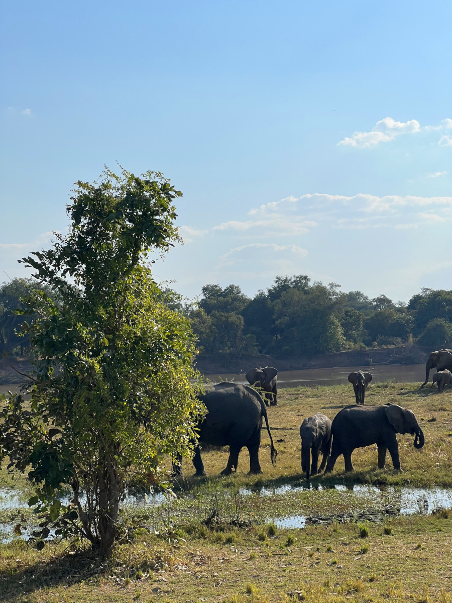 Chikunto Safari Lodge en Luangwa Valley