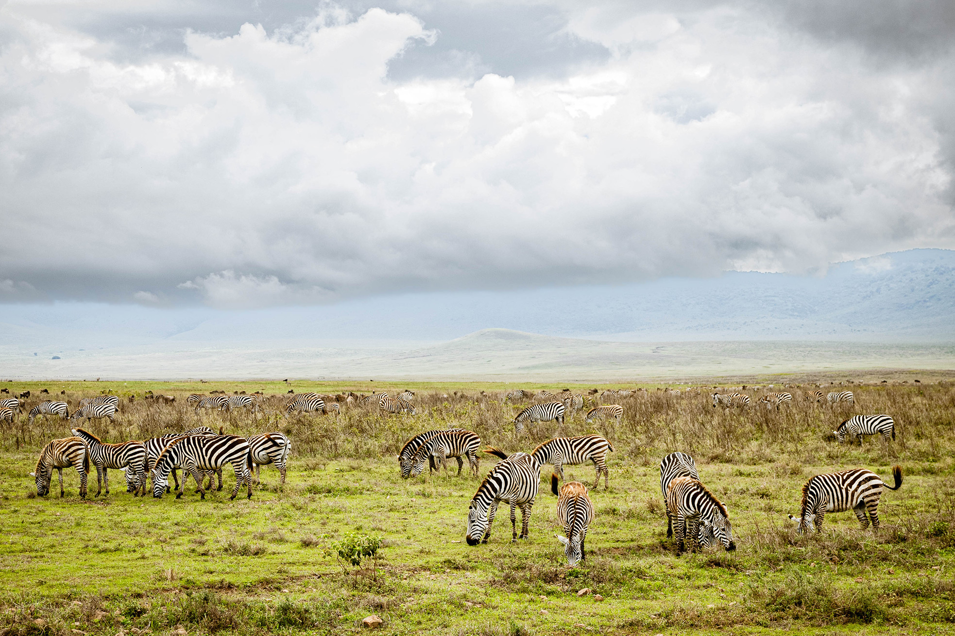 The wilderness collection experiences wildnerness safaris