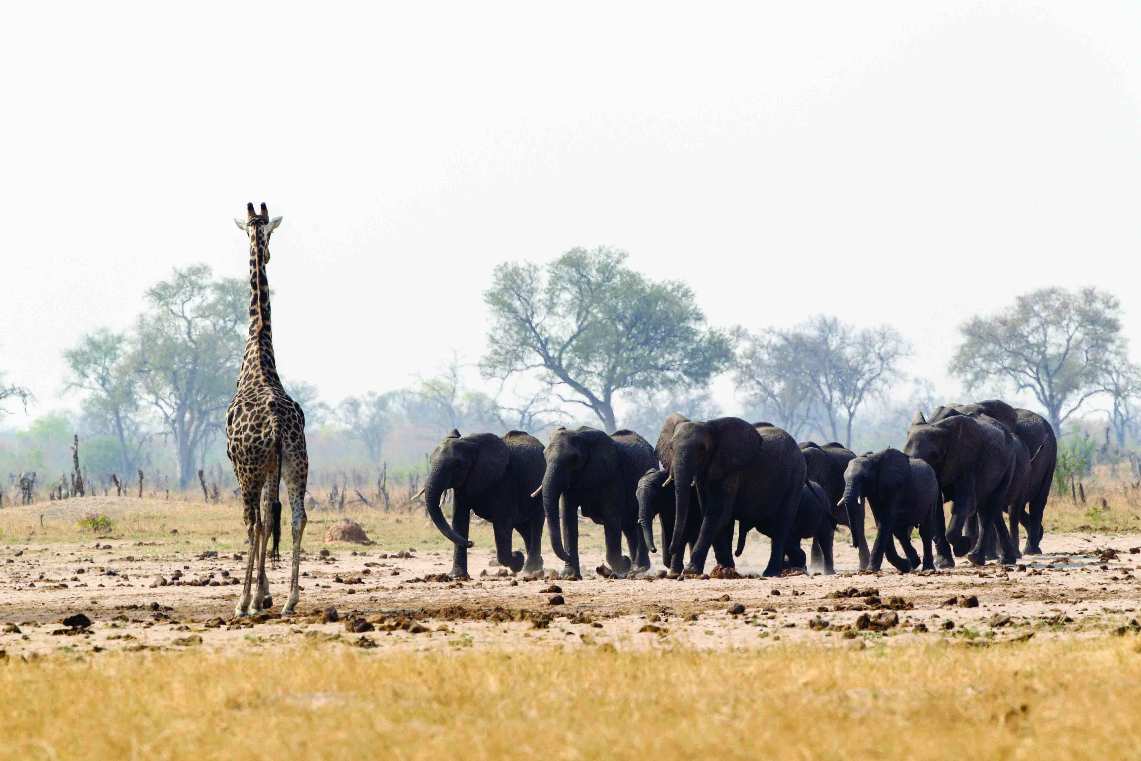Davison's Camp en Hwange