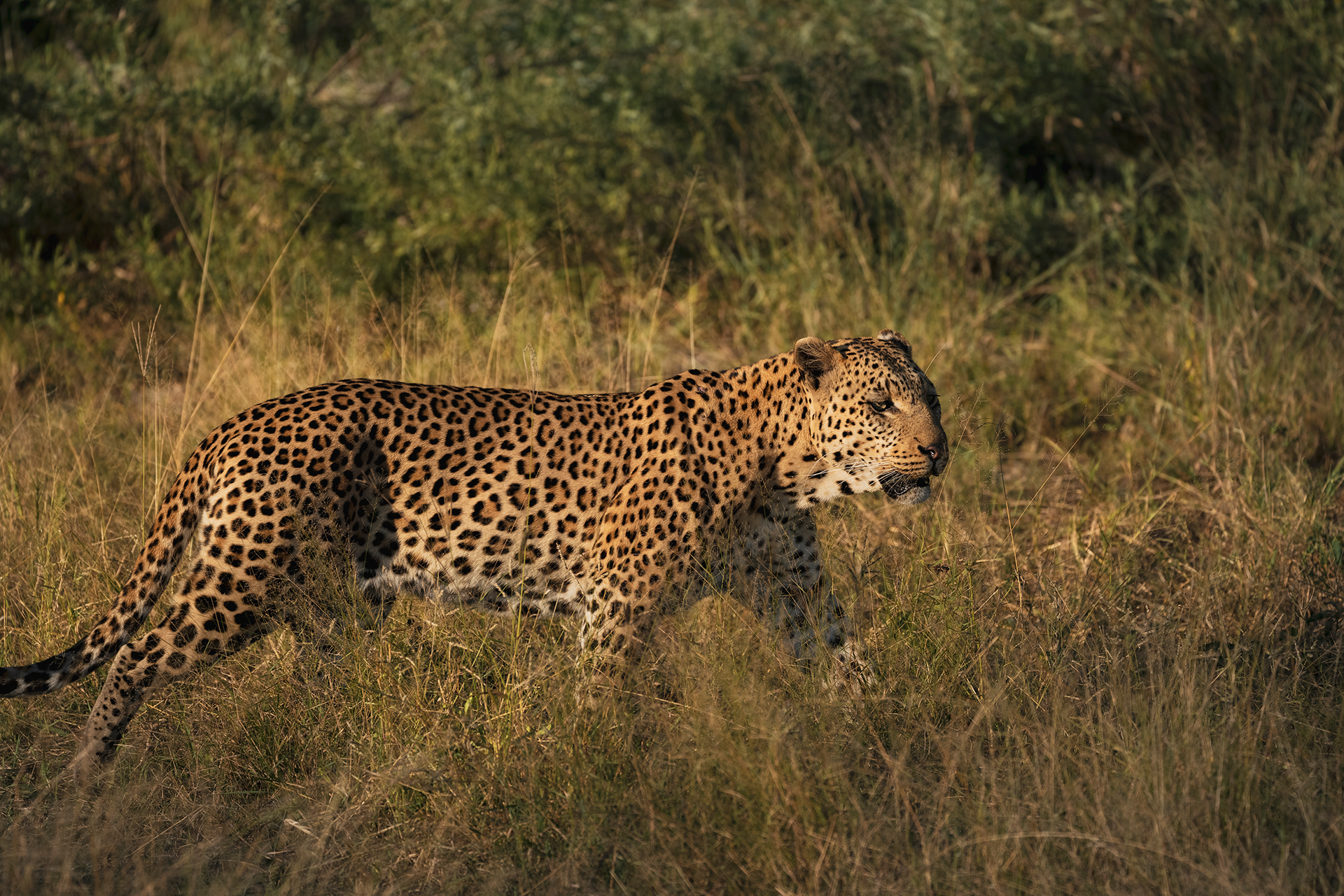 Great plains duba explorers camp leopard