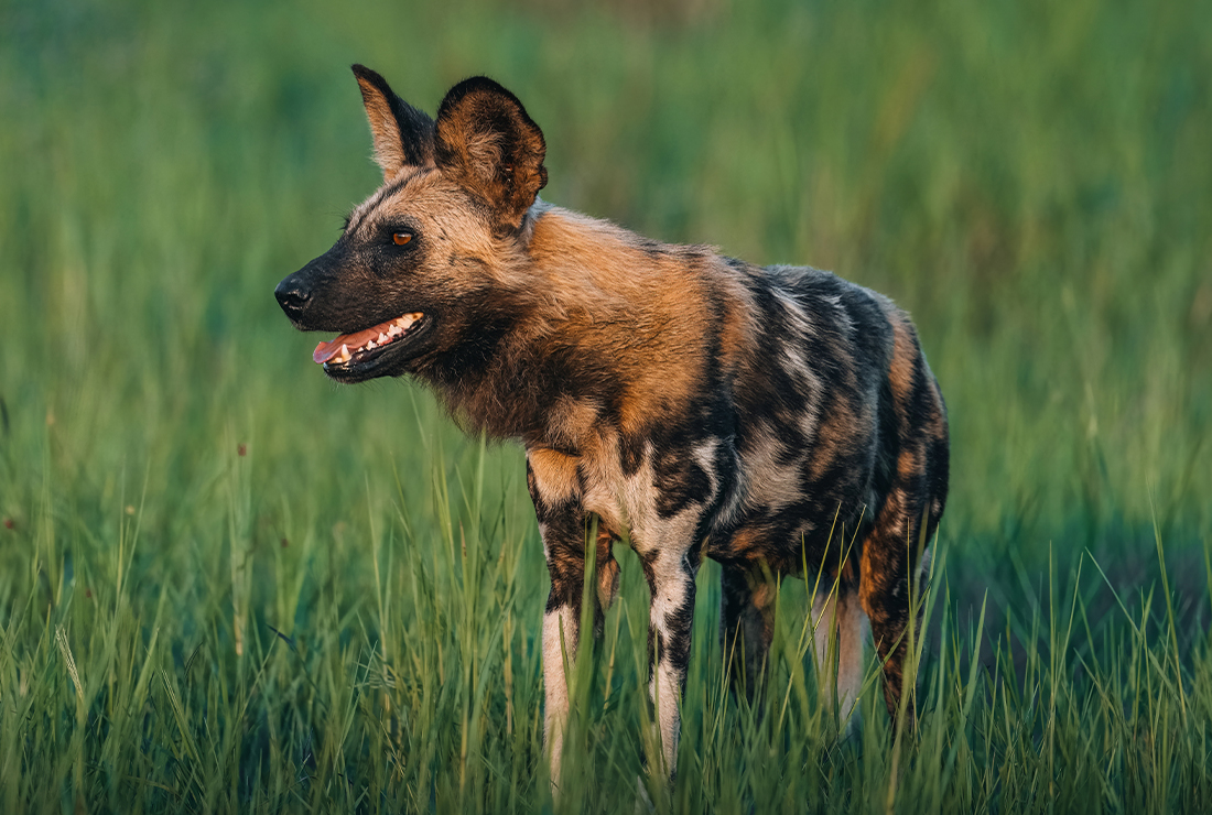 Mulitpurpose 1100x740 0005 bots dukes east jack swynnerton l2 wilddog1