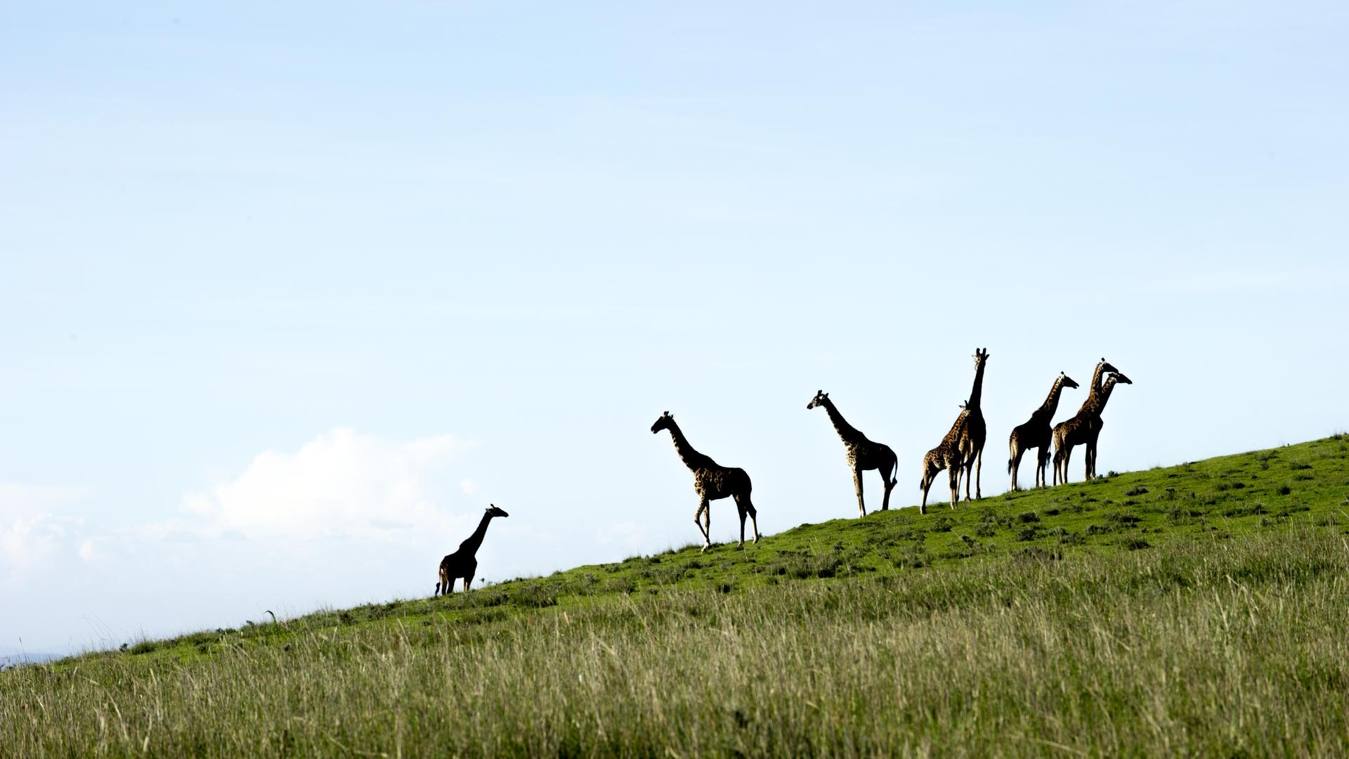 Entamanu Ngorongoro en Ngorongoro
