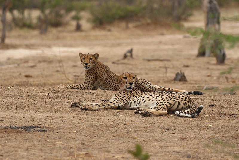Goliath Camp en Mana Pools