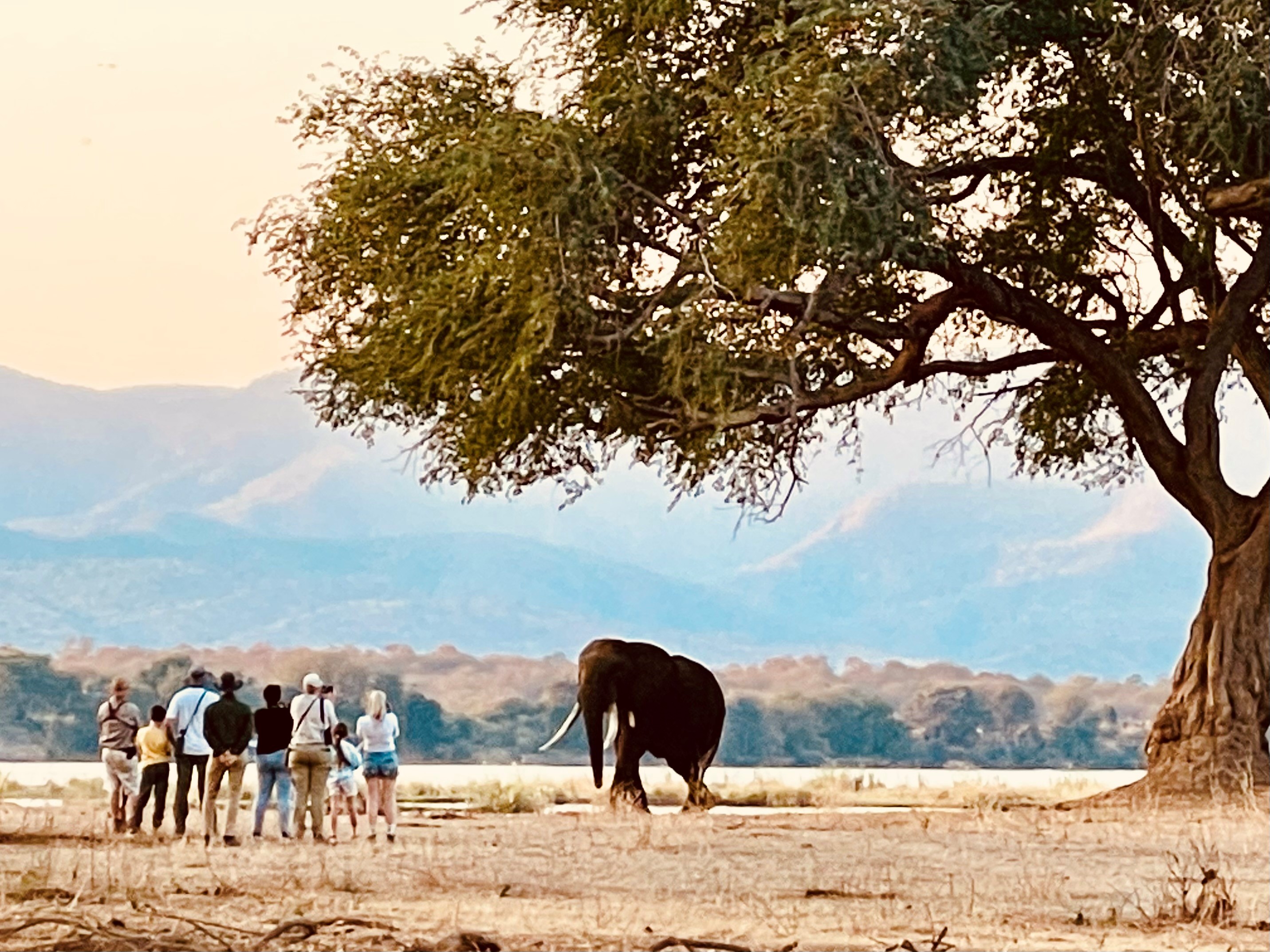 Goliath Camp en Mana Pools
