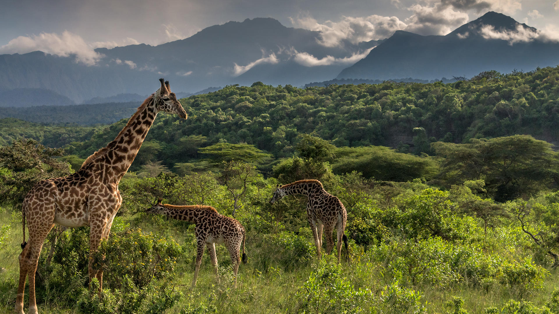 Js meru giraffes