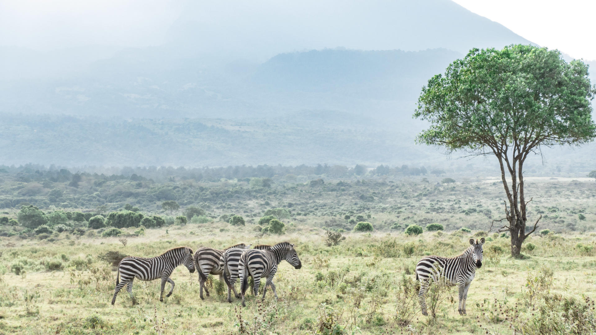 Sa zebras hatari