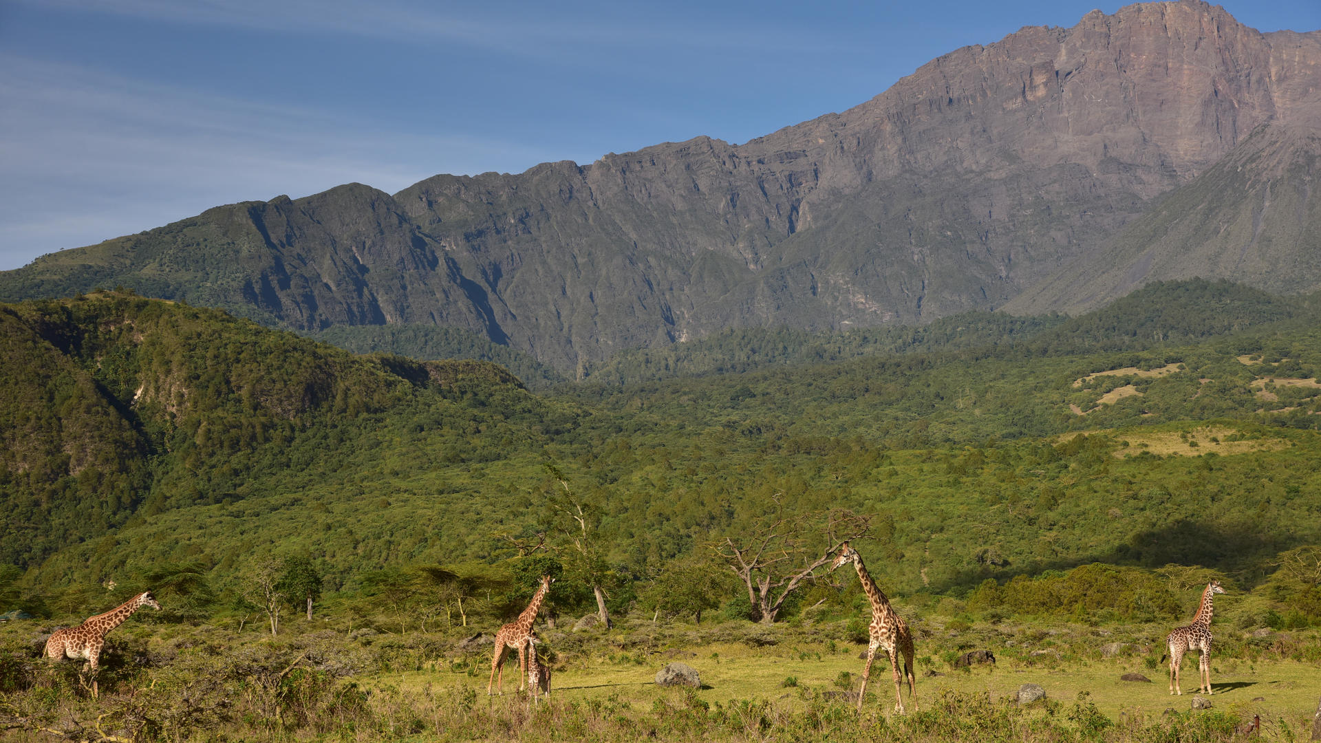 Jg meru with giraffes 3