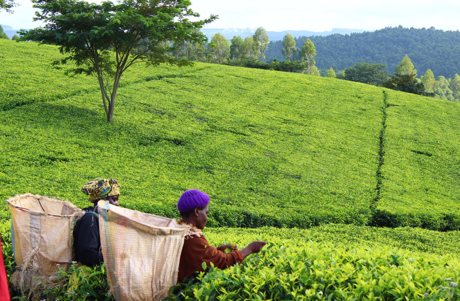 Huntingdon House en Satemwa Tea Estate