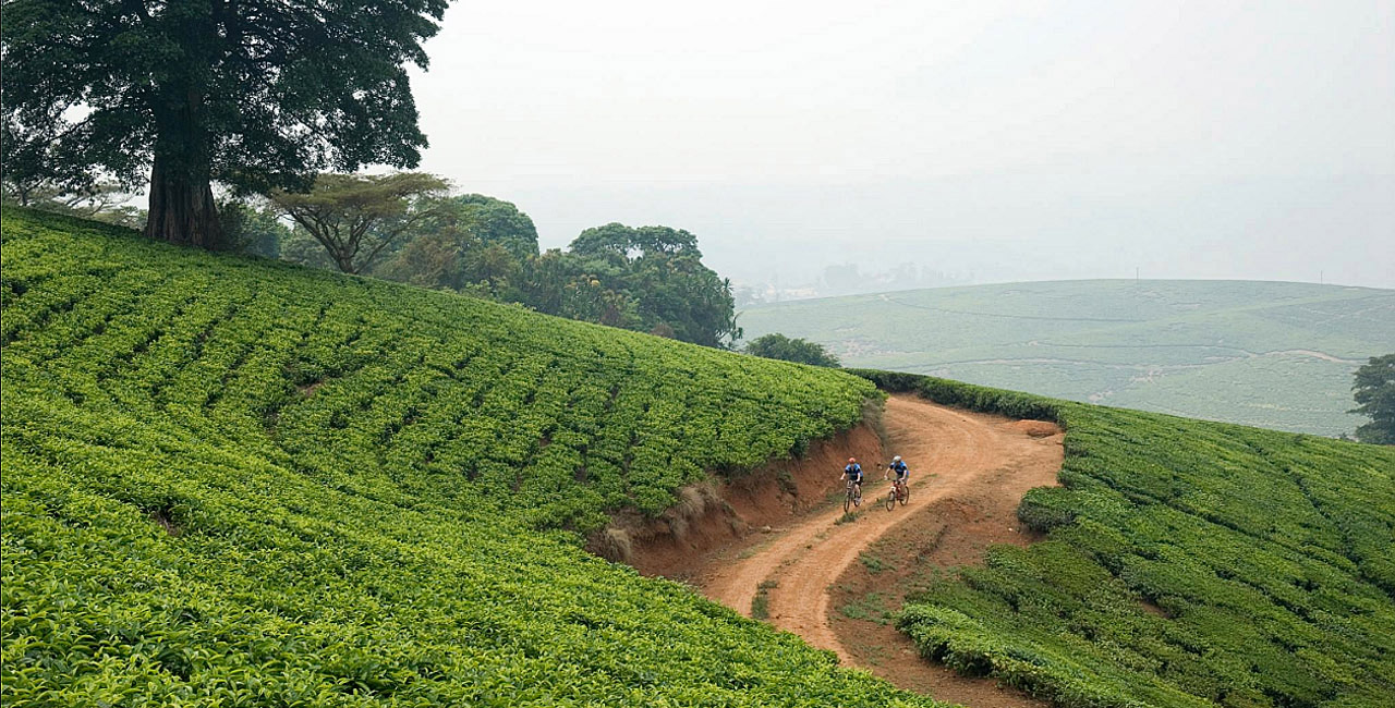 Huntingdon House en Satemwa Tea Estate
