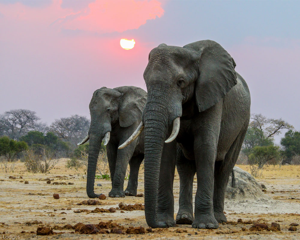 Jozibanini Camp en Hwange
